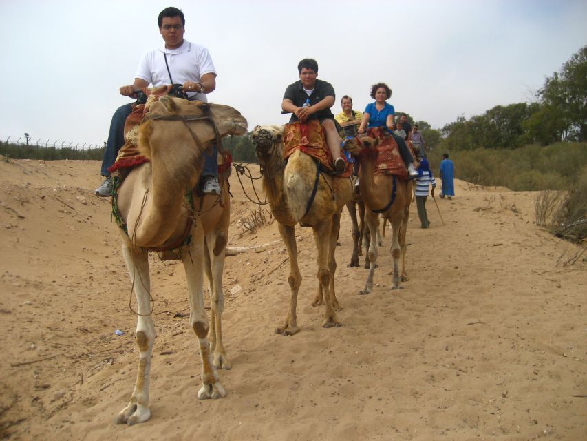 From Agadir or Taghazout: Camel Ride Berber Tour Experience - Through the eucalyptus forest toward the Souss River