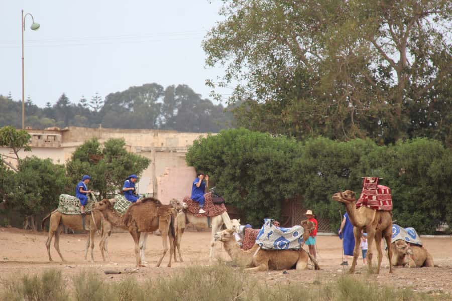 From Agadir or Taghazout: Camel Ride Berber Tour Experience - The camel guide, photographs, and local welcome