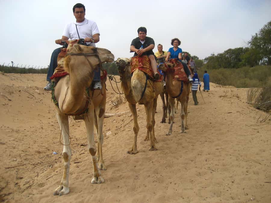From Agadir or Taghazout: Camel Ride Berber Tour Experience - Mint tea and the optional barbecue