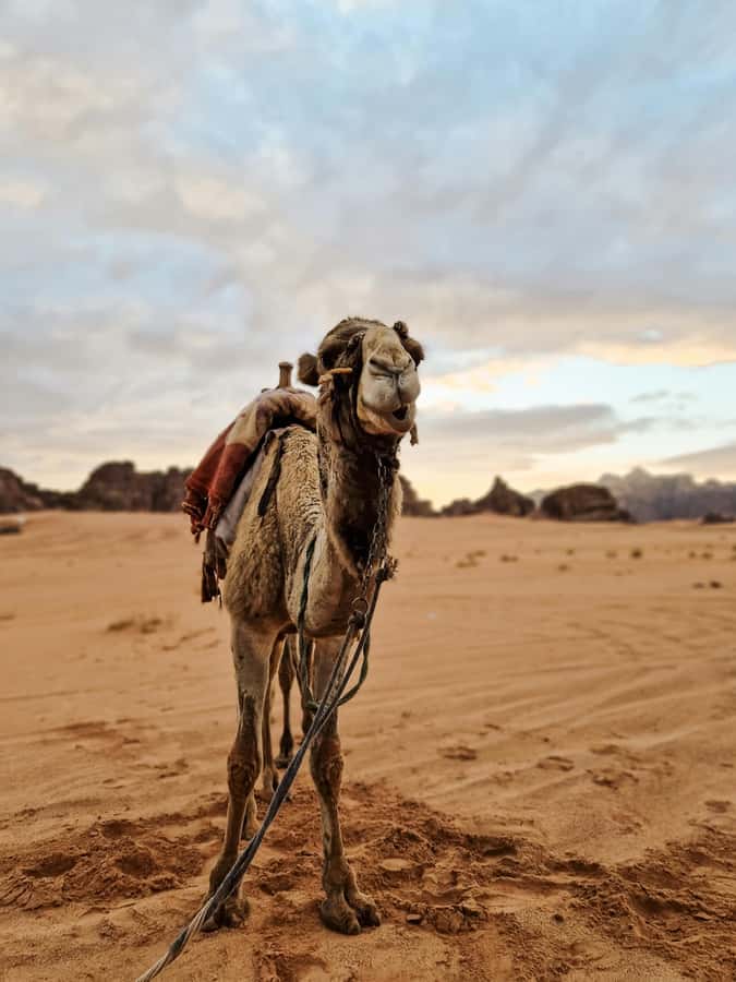 From Agadir: Sahara Desert Day Trip and Camel Ride - The Massa Valley, tea, and everyday Berber life