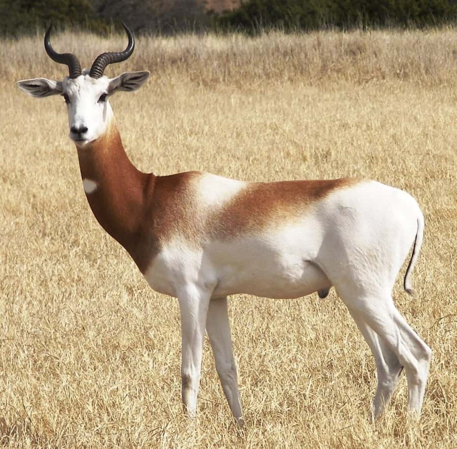From Agadir: Souss-Massa National Park Tour with Lunch - Two hours of animal spotting by 4WD