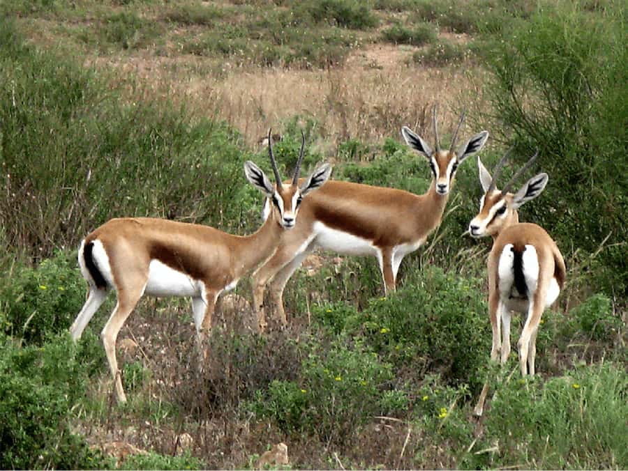 From Agadir: Souss-Massa National Park Tour with Lunch - Lunch in a traditional setting