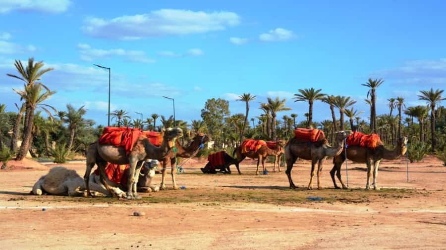 From Casablanca: Day Trip to Marrakech with Camel Ride - The Secret Garden, a calm pause before the square