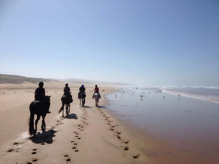 From Essaouira: 1-Hour Horse Ride - Choosing a horse and settling into the saddle