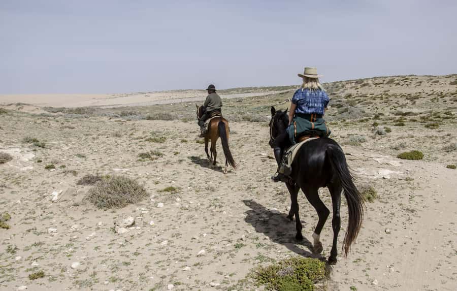 From Essaouira: 2h Horseback Ride with Sunset - The return through mimosa and thuja forest