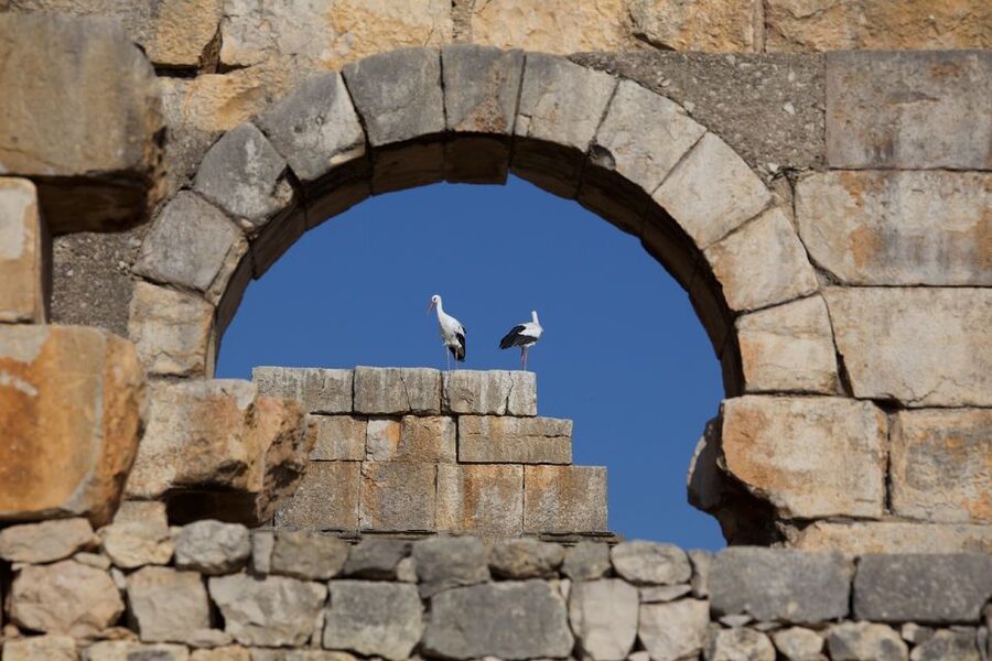 From Fes: Volubilis, Moulay Idriss and Meknes Full-Day Trip - What the driver adds to the day
