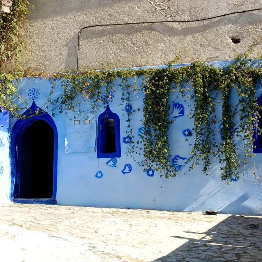 From Fez : Memorable Day Trip to Chefchaouen the Blue City - Key points to know before booking