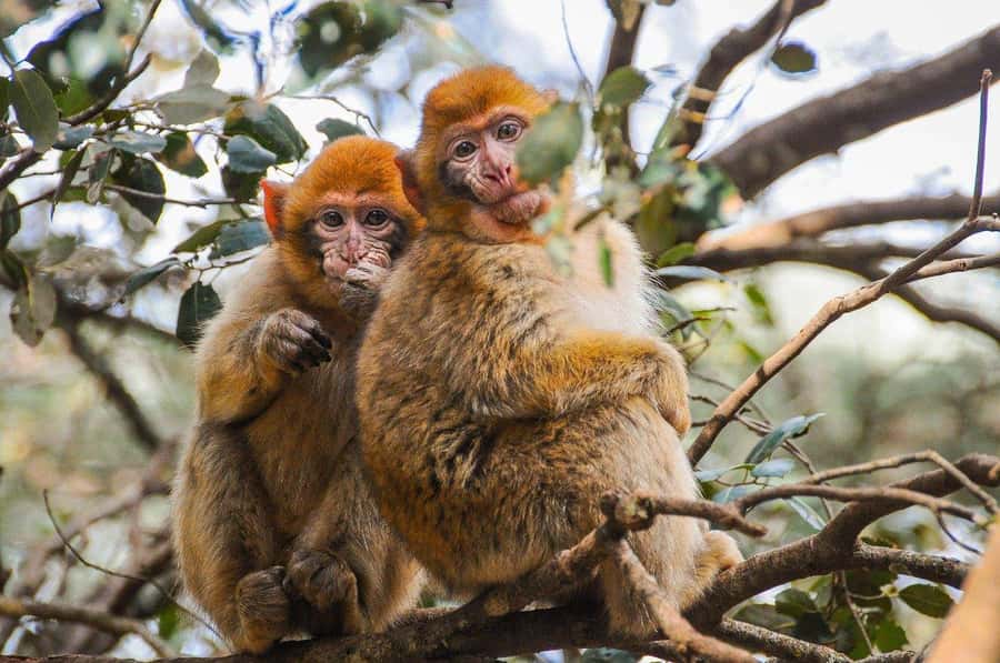 From Fez: Middle Atlas and Monkey Forest Day Trip - Leaving Fez for Immouzar and the Middle Atlas