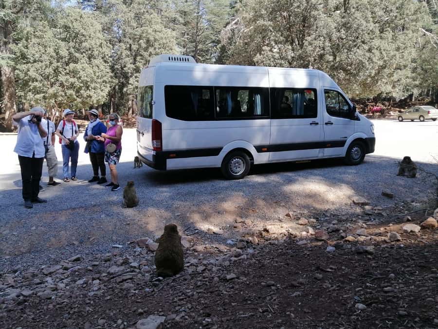 From Fez: Middle Atlas Day Trip with Ifrane National Park - Ain Vital viewpoints and the road toward Ifrane