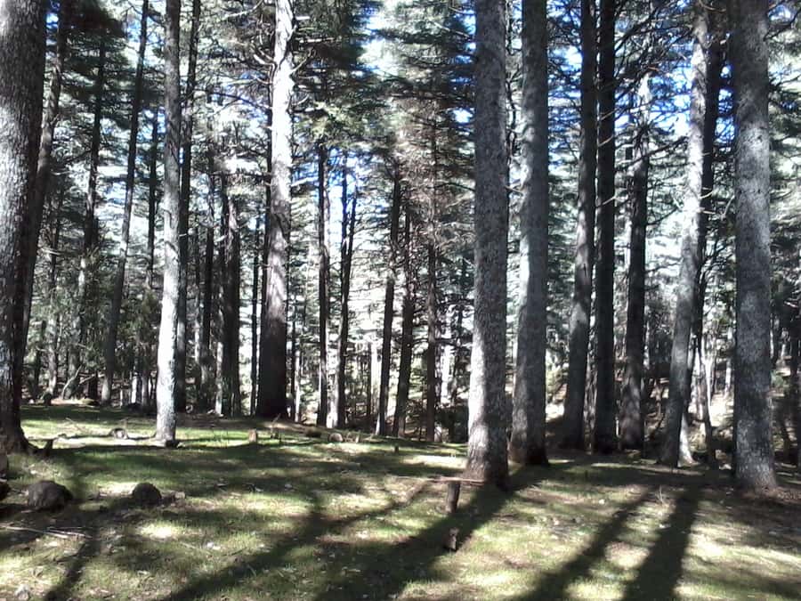 From Fez: Middle Atlas Day Trip with Ifrane National Park - Lunch in Azrou at 4,100 feet