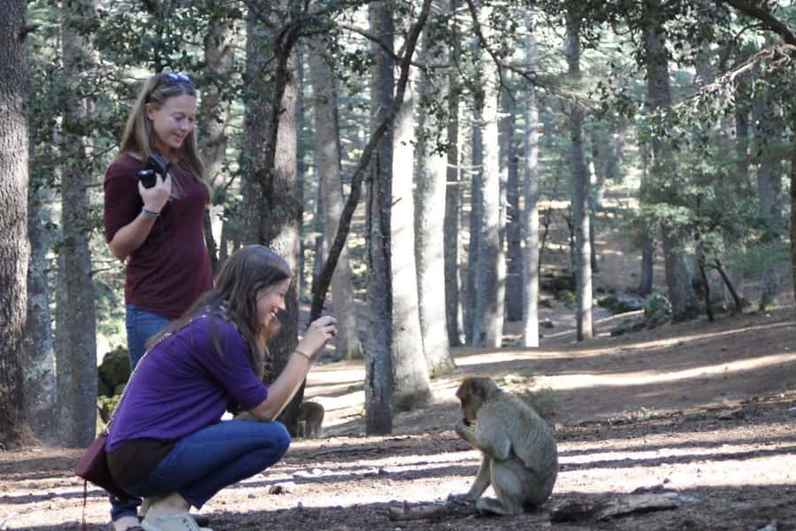 From Fez: Middle Atlas Day Trip with Ifrane National Park - A tea visit that gives the day a human face