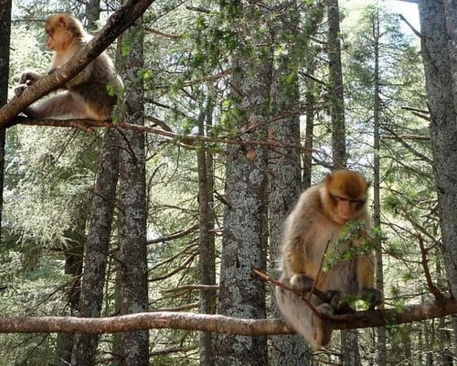 From Fez: Middle Atlas Ifran and Forest of Monkeys Day Trip - Imouzzer and the Berber cave-home visit