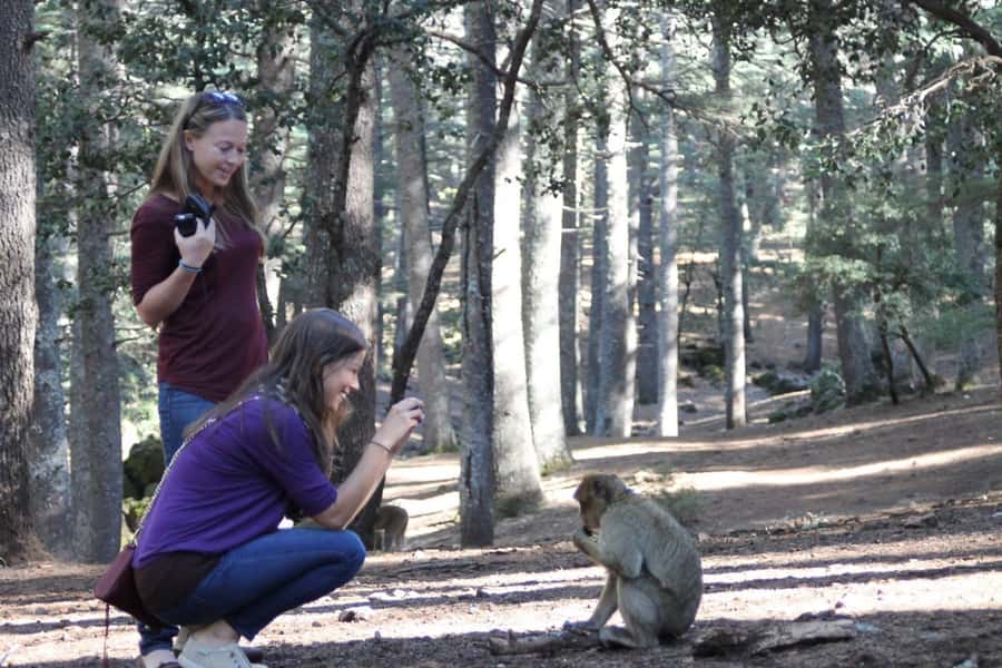 From Fez: Middle Atlas Mountains Day Trip - Ifrane and the Little Switzerland comparison