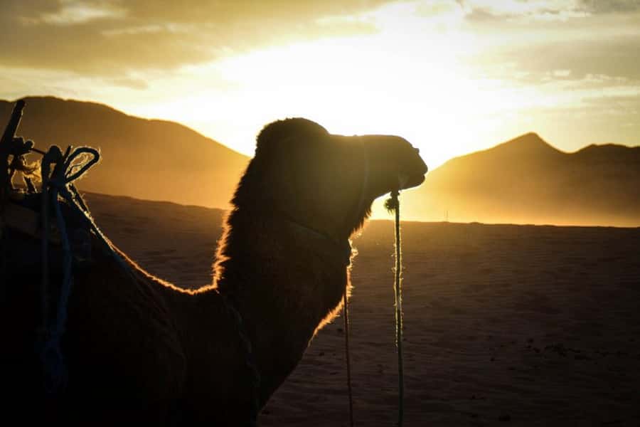 From Marrakech: 2-Day Desert Excursion - Five things to know before you book