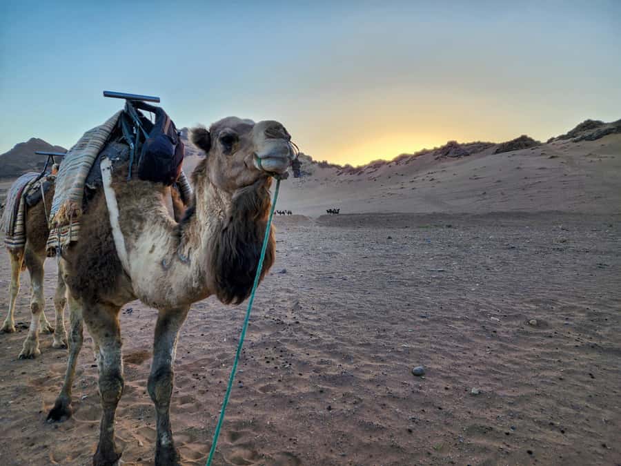 From Marrakech: 2-Days luxurious experience to Zagora Desert - Camp life after dark