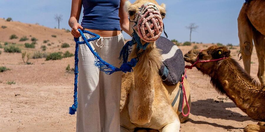 From Marrakech: Agafay Sunset Camel Tour with Dinner & Show - The value of $27 per person