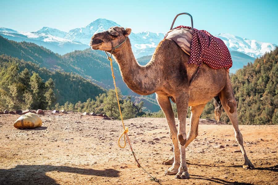 From Marrakech: Atlas Mountains Full-Day Hiking Trip w Lunch - Who Should Book This Atlas Mountains Trip