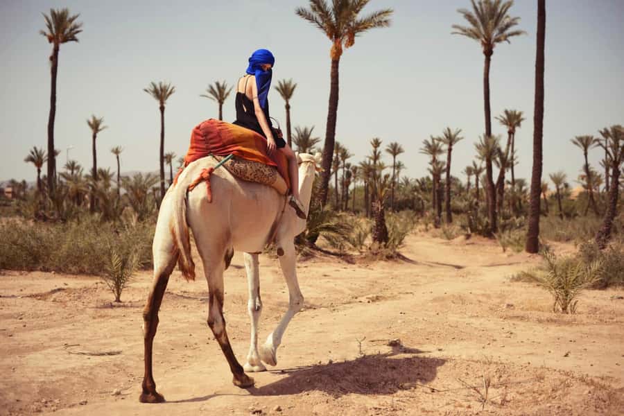 From Marrakech: Camel ride in the oasis palmeraie Grove - Practical timing and comfort tips