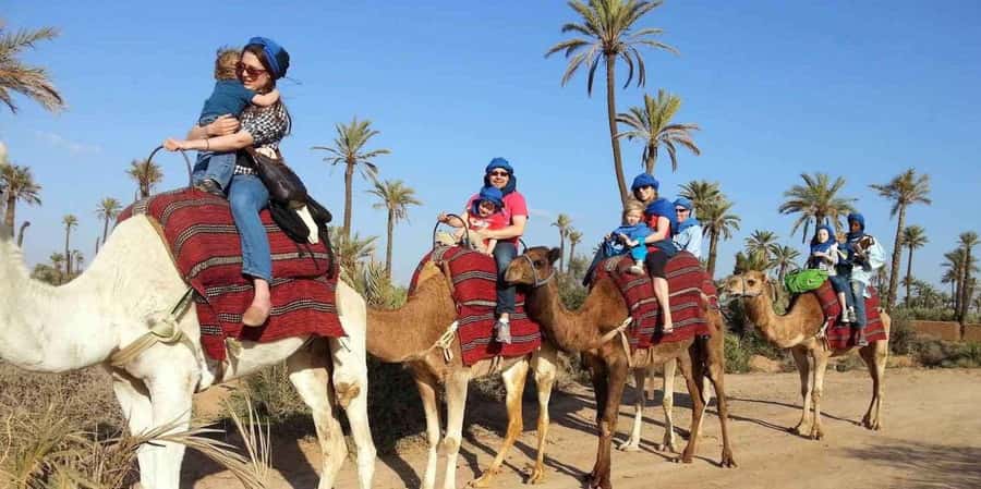 From Marrakech: Camel ride in the oasis palmeraie Grove - One hour on camelback