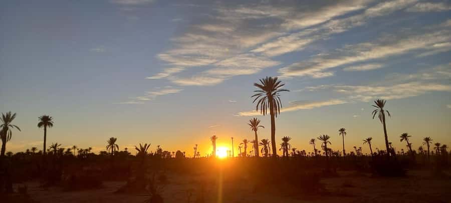 From Marrakech: Camel ride in the oasis palmeraie Grove - A Berber home and Moroccan mint tea