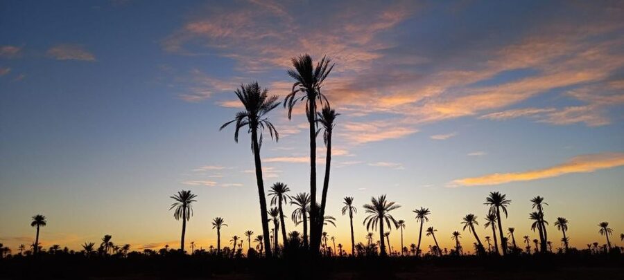 From Marrakech: Camel ride in the oasis palmeraie Grove - Who should book this outing?