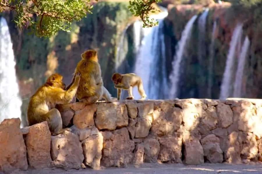 From Marrakech: Day Tour to Ouzoud Waterfalls - First Views of the Ouzoud Cascades
