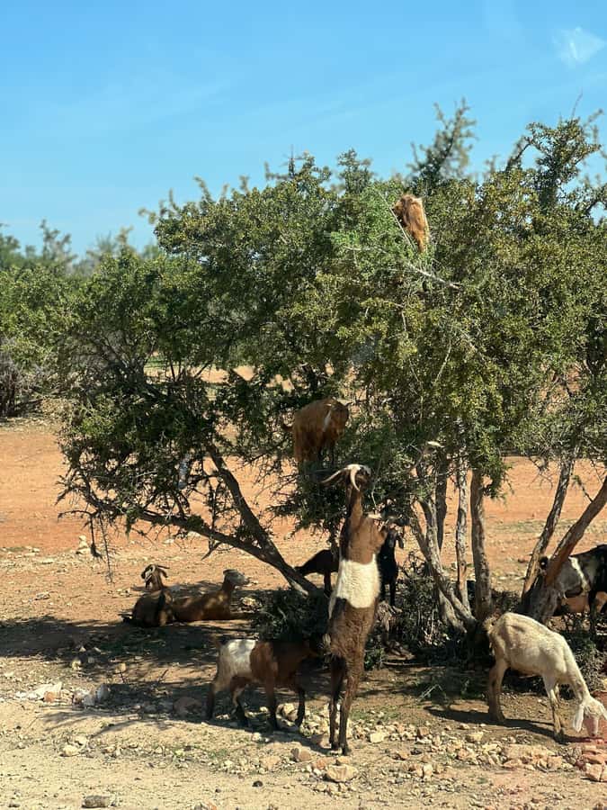 From Marrakech: Day Trip to Essaouira with Transfers - Why Essaouira is worth the long ride from Marrakech