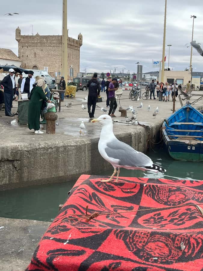 From Marrakech: Day Trip to Essaouira with Transfers - Fresh fish at the harbor, with one important warning