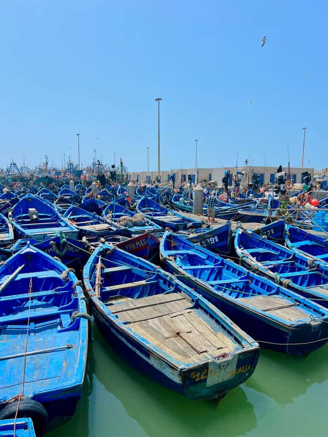 From Marrakech: Essaouira Coastal City Day Trip - The argan oil cooperative: more than a shopping stop