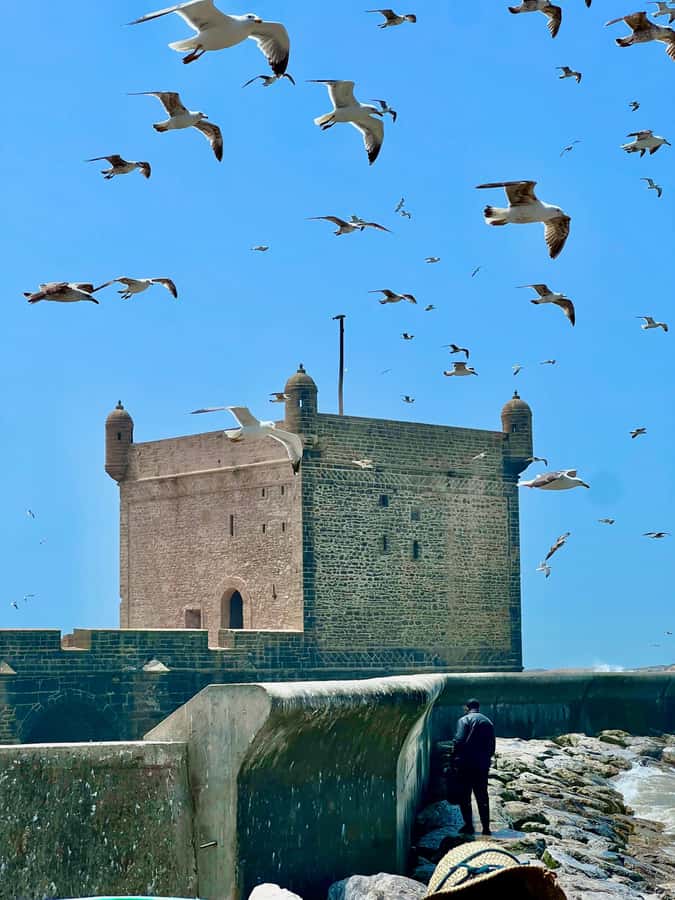 From Marrakech: Essaouira Coastal City Day Trip - Who will get the most from this $10 excursion?