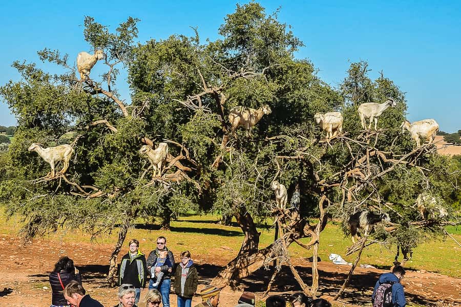 From Marrakech: Essaouira Day Tour with Optional Activities - Coffee, roadside breaks, and the three-hour ride