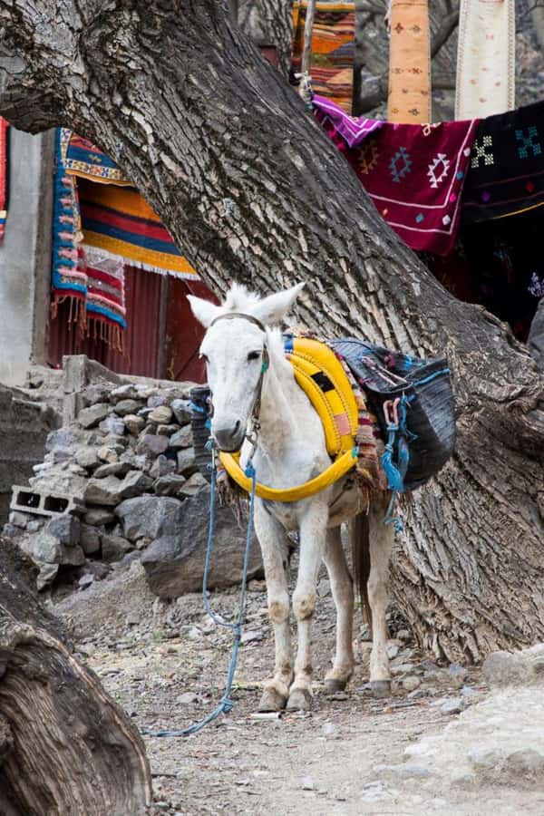 From Marrakech: Full-Day in the Atlas Mountains with Lunch - How long the day really feels