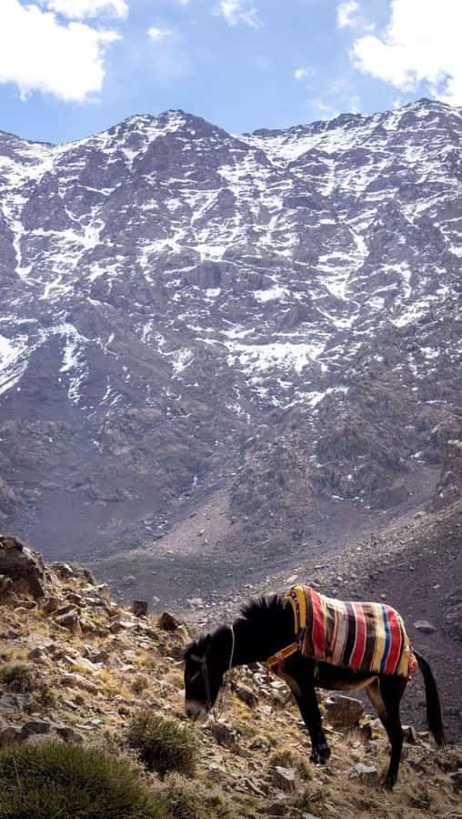 From Marrakech: Full-Day in the Atlas Mountains with Lunch - What the $18 price really buys you