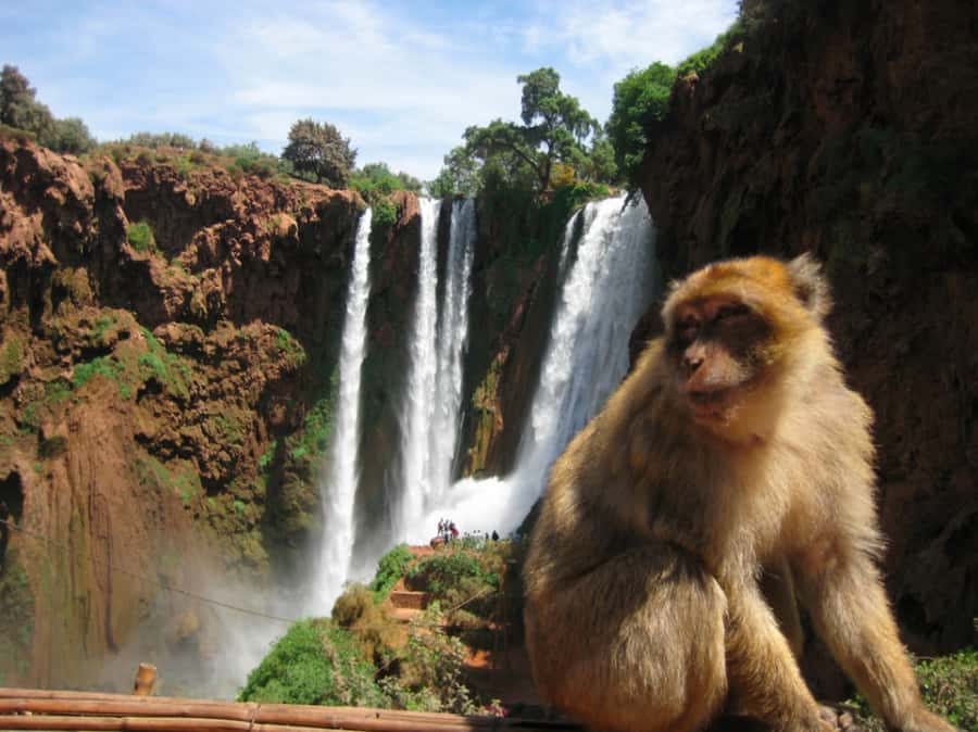 From Marrakech: Guided Ouzoud Waterfalls Tour with Boat Ride - Lunch with the falls in view