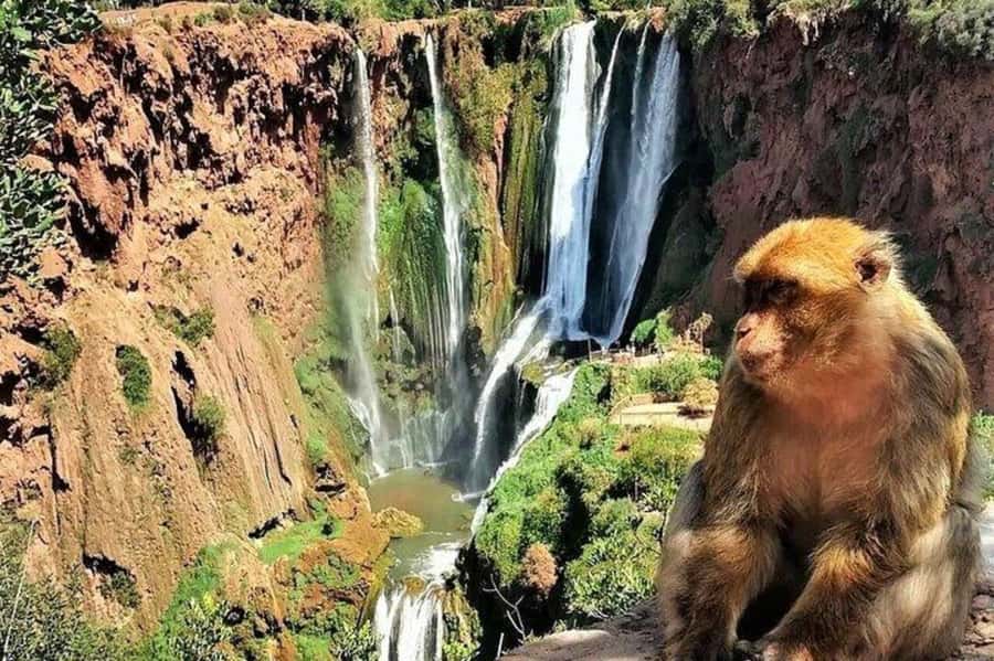From Marrakech: Guided Ouzoud Waterfalls Tour with Boat Ride - What the $13 price really gives you