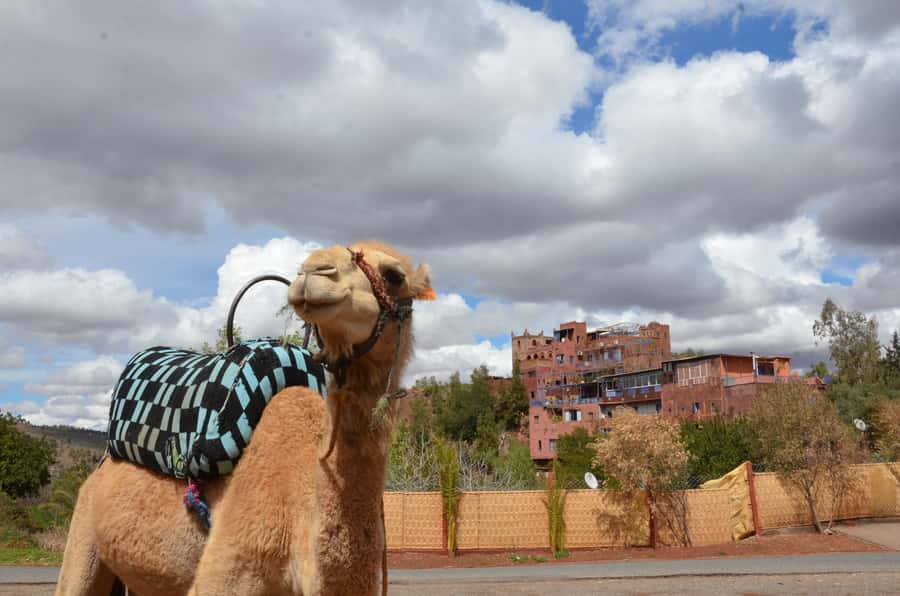 From Marrakech: Ourika Valley Day Trip with Lunch - Practical tips for a smoother day