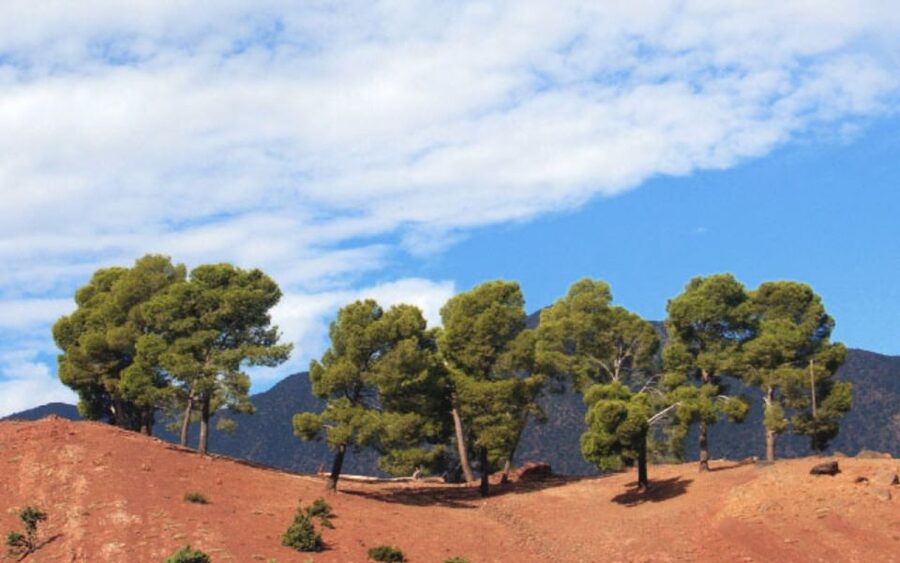 From Marrakech: Ourika Valley Tour with Lunch & Camel Ride - Walking Through Ourika Village
