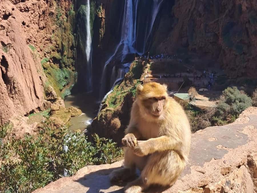 From Marrakech:Ouzoud Waterfalls Day Trip with Boat Tour - The Morning Pickup and Long Drive