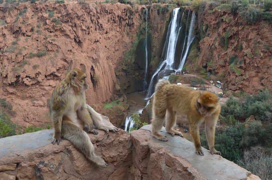 From Marrakech: Ouzoud Waterfalls Guided Hike and Boat Tour - Berber food and the restaurant stop
