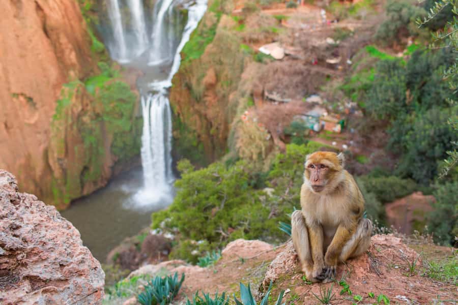 From Marrakech: Ouzoud Waterfalls Guided Tour and Boat Ride - Key points before you reserve