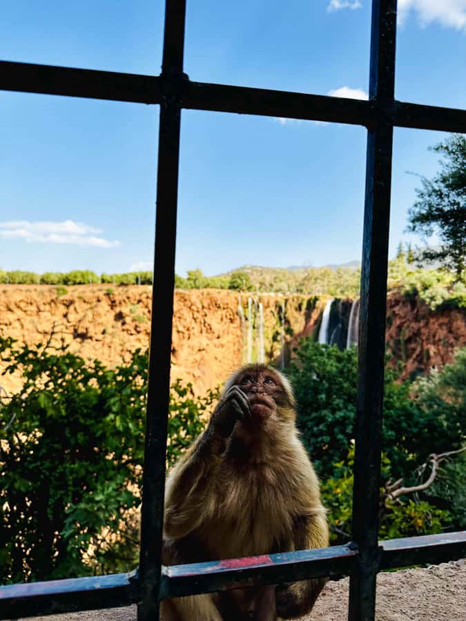 From Marrakech: Ouzoud Waterfalls Guided Trip with Boat Ride - Monkeys, photos, and practical site etiquette