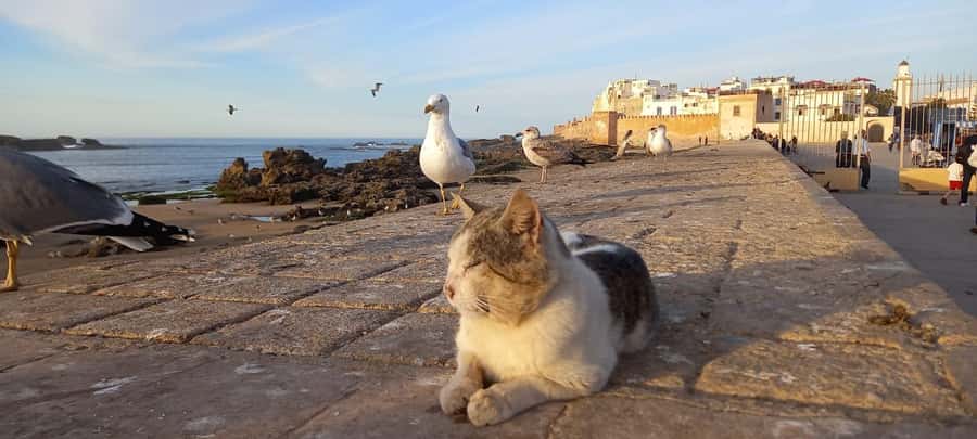 From Marrakech: Small Group To Essaouira & Medina Day Trip - Key points to know before booking