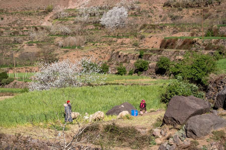 From Marrakesh: Atlas Mountains Talamrout Summit Day Hike - The guides make the difference