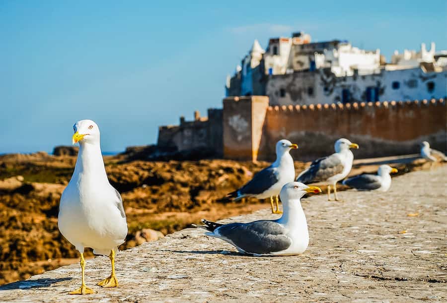 From Marrakesh: Essaouira Full-Day Trip - Reaching the port and blue fishing boats