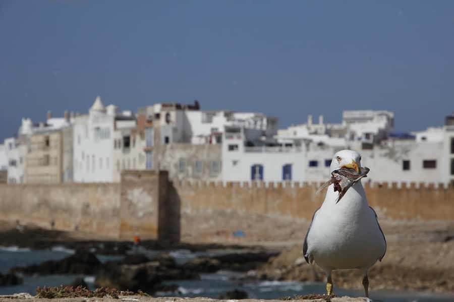 From Marrakesh: Small Group To Essaouira With Opt Activities - Essaouira Port, Fish Market, And Ocean Views