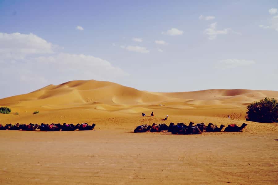 From Merzouga: Desert Overnight in Heated Tent & Camel Ride - Camel riding across the golden dunes