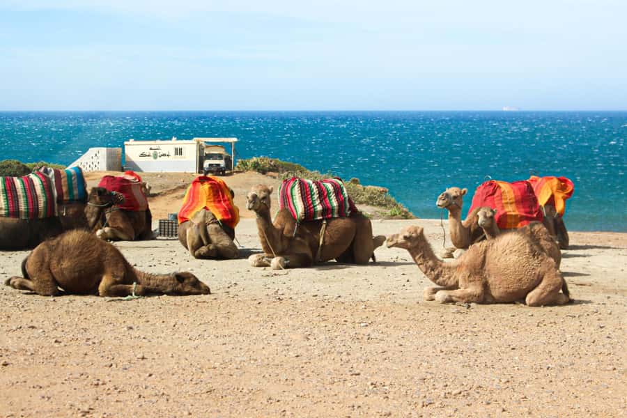 From Tangier: Full-Day Tangier, Asilah, & Cape Spartel Tour - One hour to eat, shop, or wander