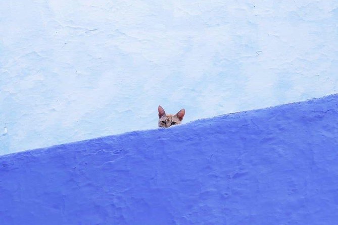 From Tangier: Special Day Trip to Chefchaouen and Tetouan - Key points before you book