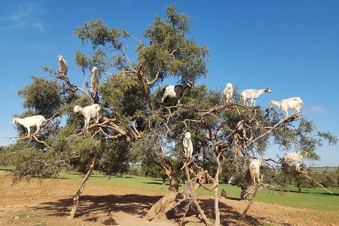 Full-Day Tour to Essaouira - The Ancient Mogador City from Marrakech - Why Essaouira Makes Sense as a Day Trip