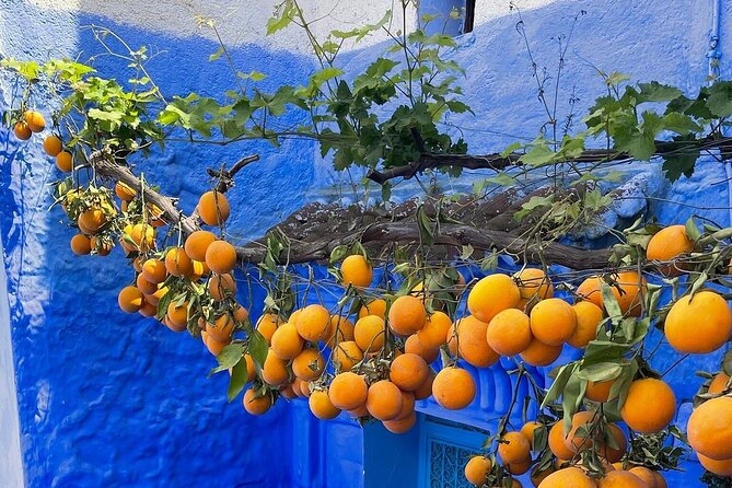 Full-Day Tour to the Blue City Chefchaouen on Small-Group - Is $26.75 good value?